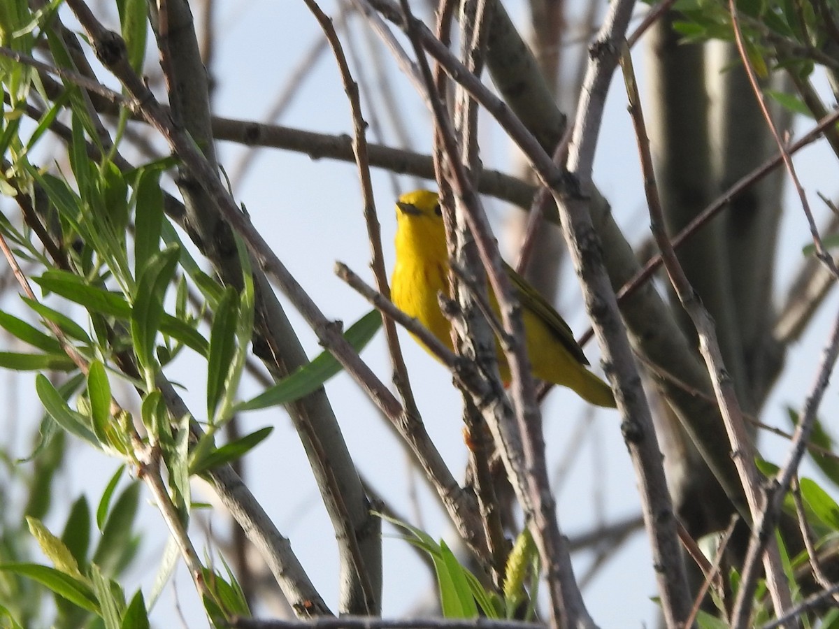 Yellow Warbler - ML577750021