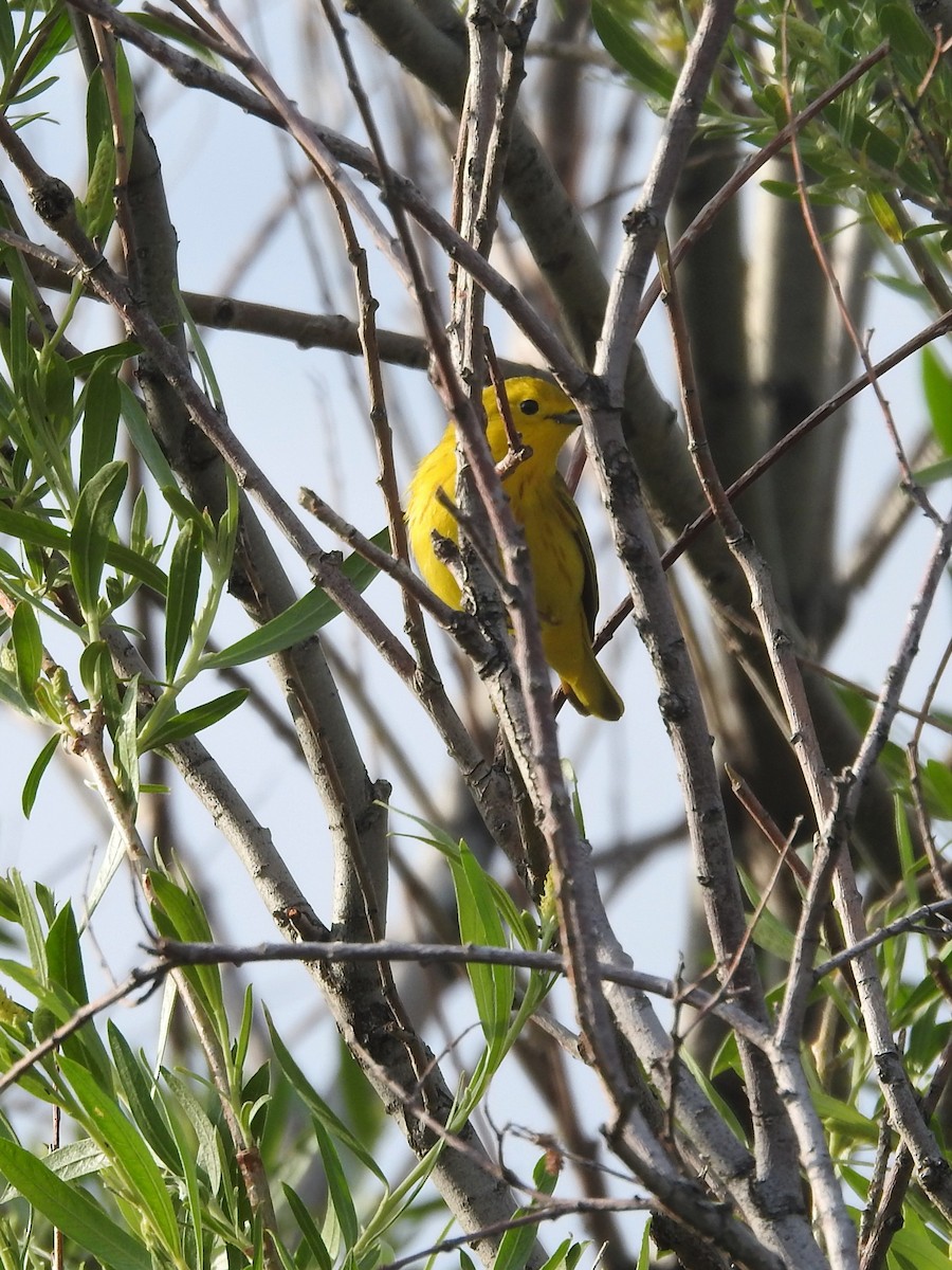 Yellow Warbler - ML577750031