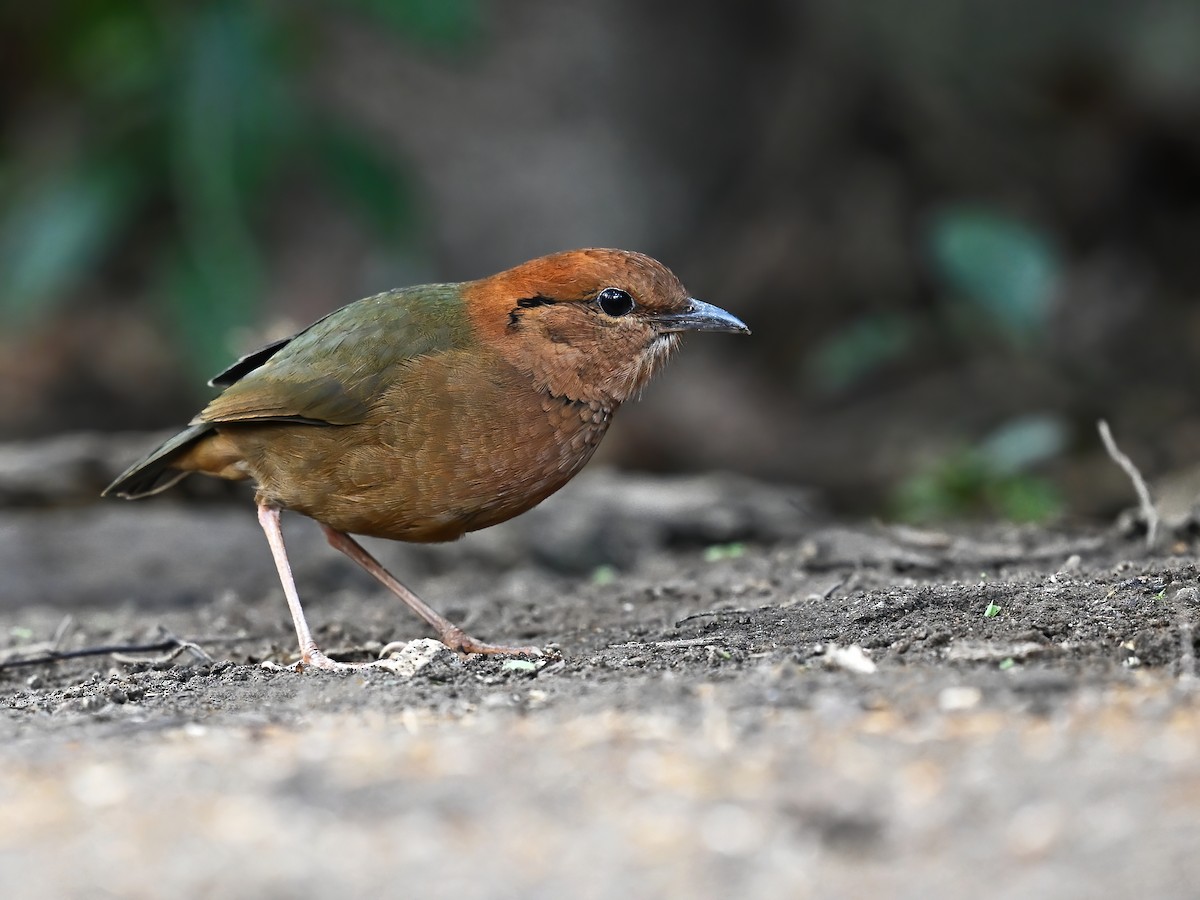 Rusty-naped Pitta - peng su