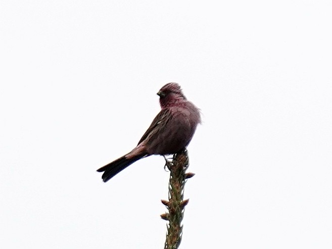 Pink-rumped Rosefinch - ML577752691