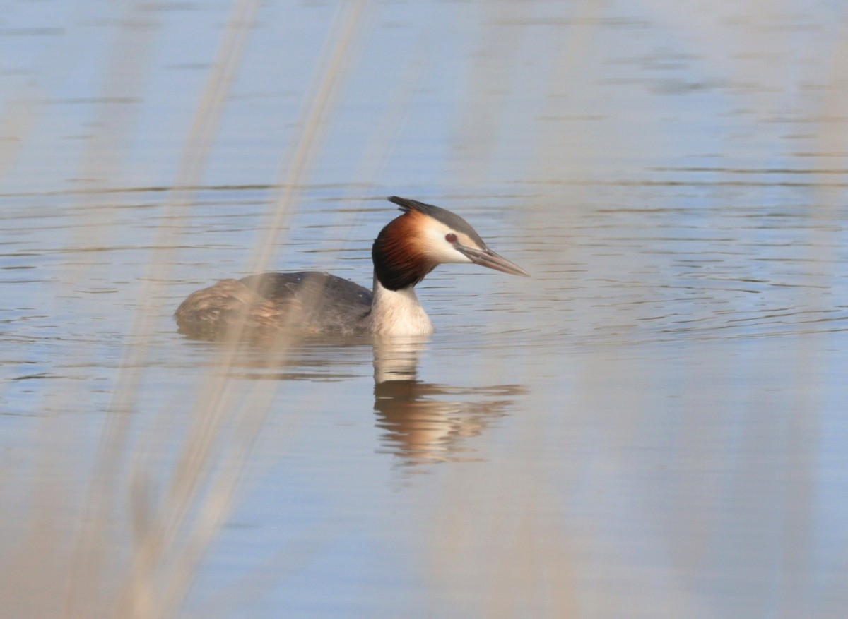 Great Crested Grebe - ML577753211