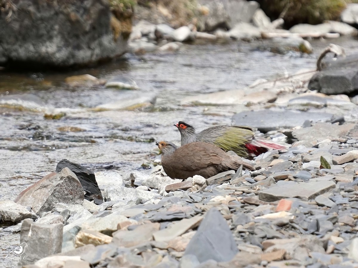 Blood Pheasant - ML577753441