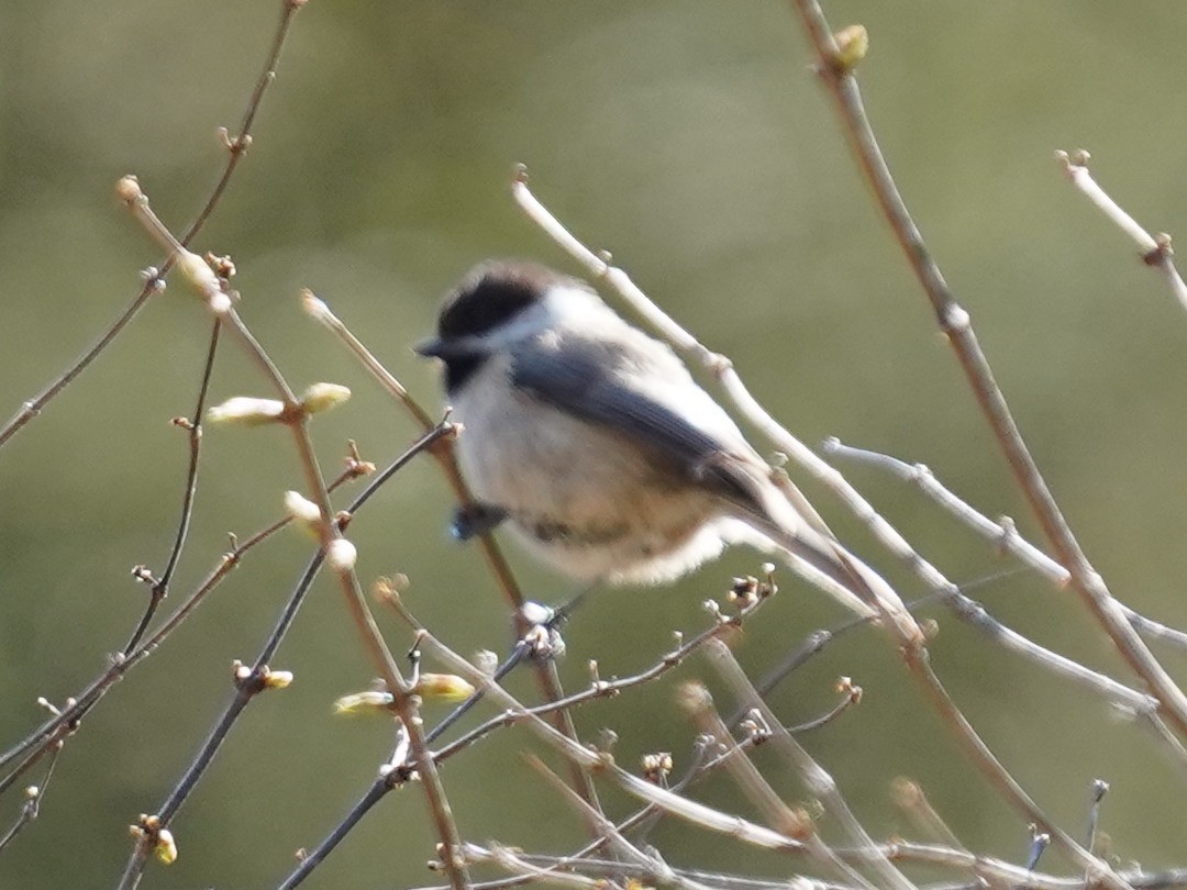 Sichuan Tit - Frank Chen