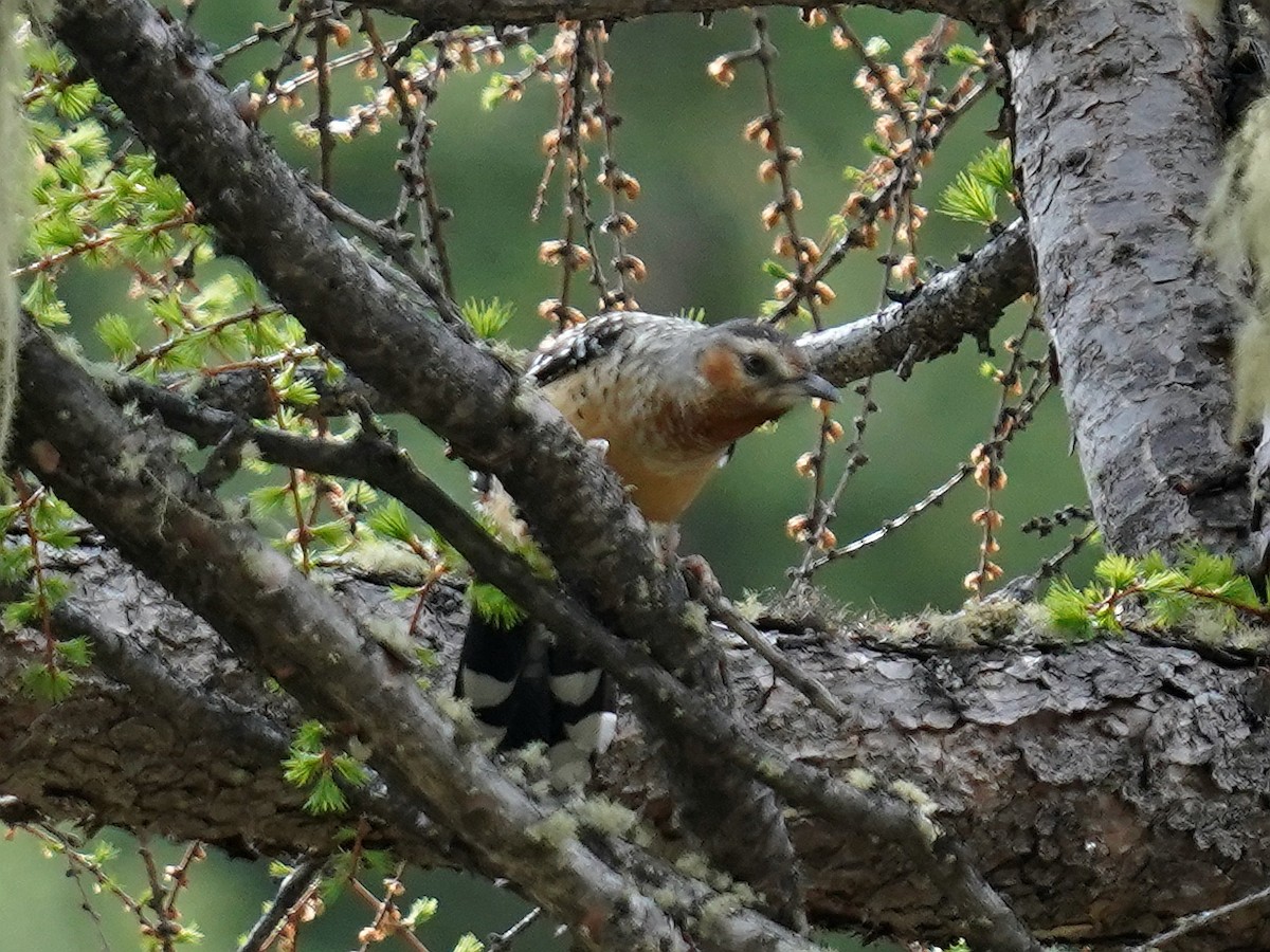 Giant Laughingthrush - ML577753841