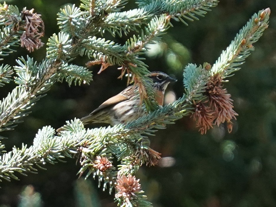 Rufous-breasted Accentor - ML577753961