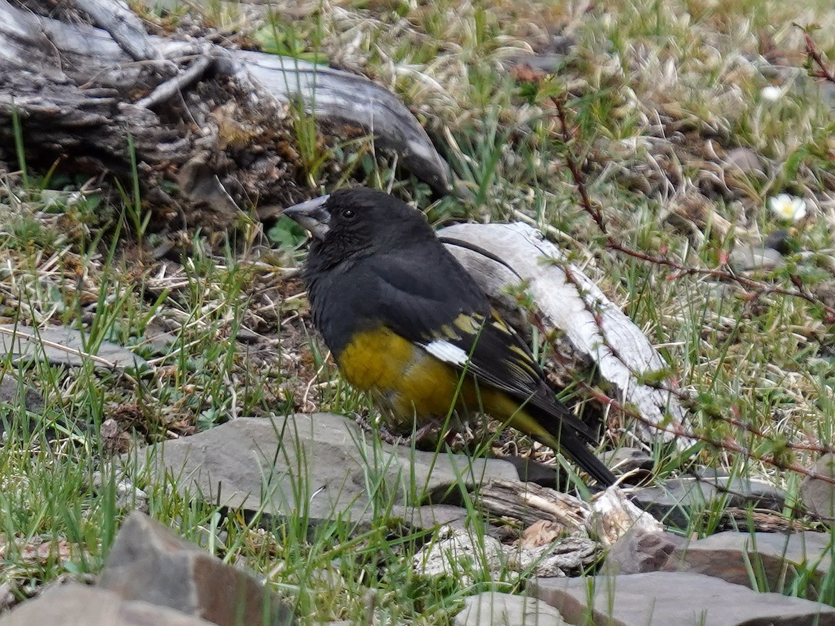 White-winged Grosbeak - ML577754061