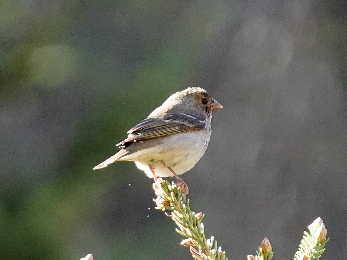 Common Rosefinch - ML577754081