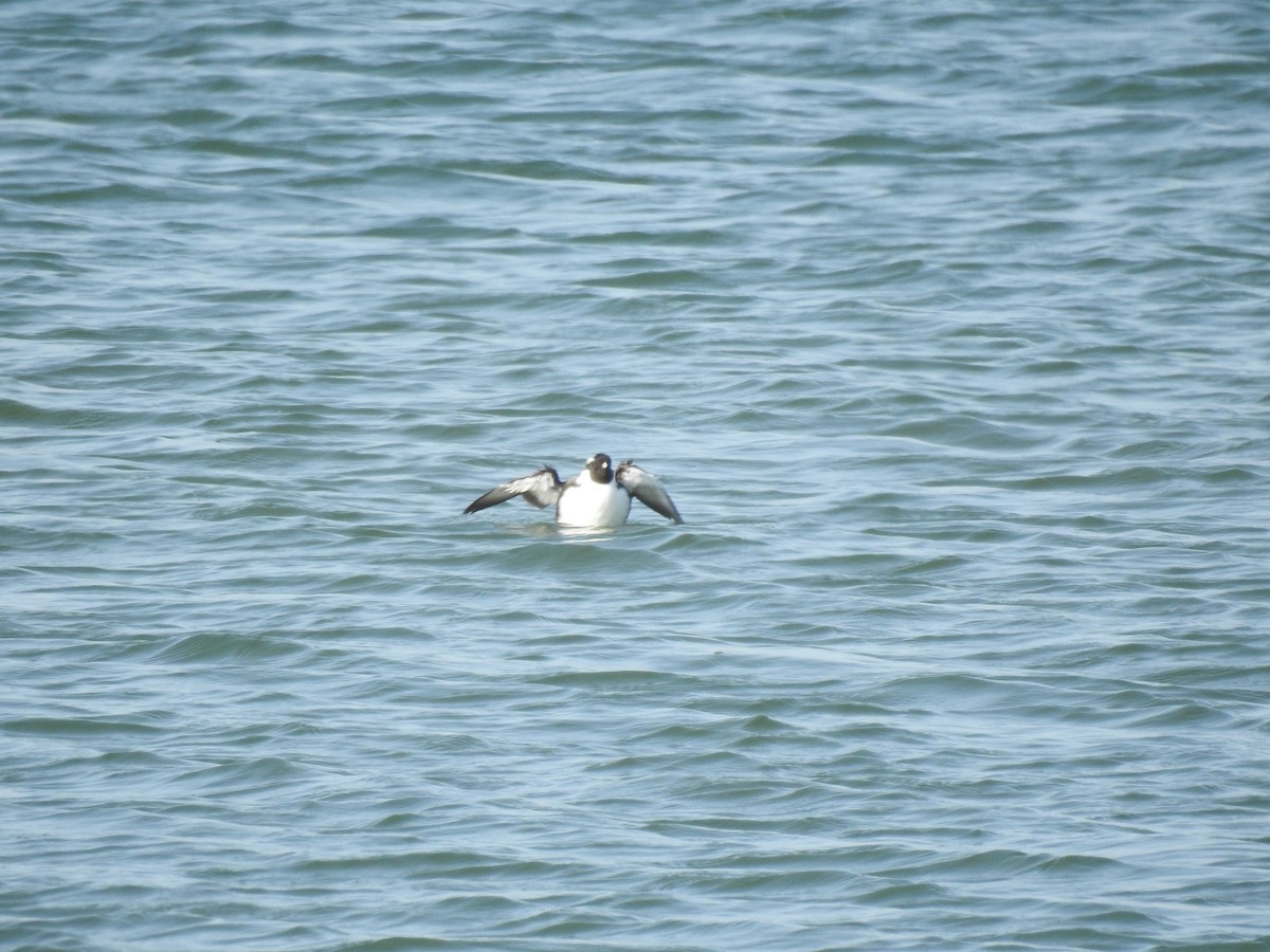 Silberalk - ML577754391