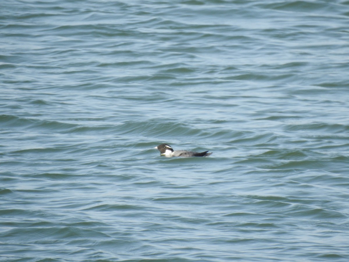 alkoun černohrdlý - ML577754401