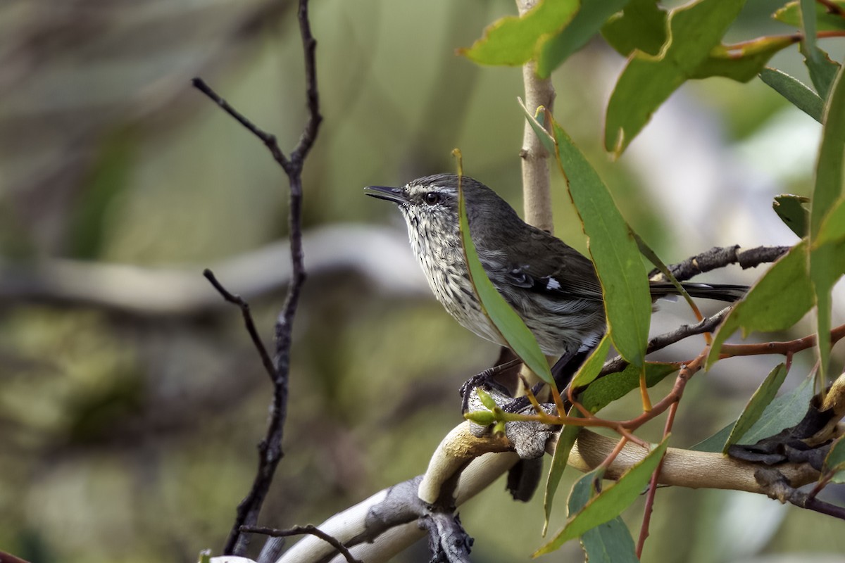 Shy Heathwren - ML577754481