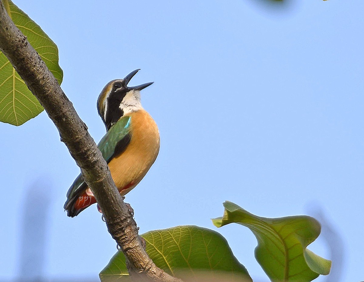 Indian Pitta - ML577754531