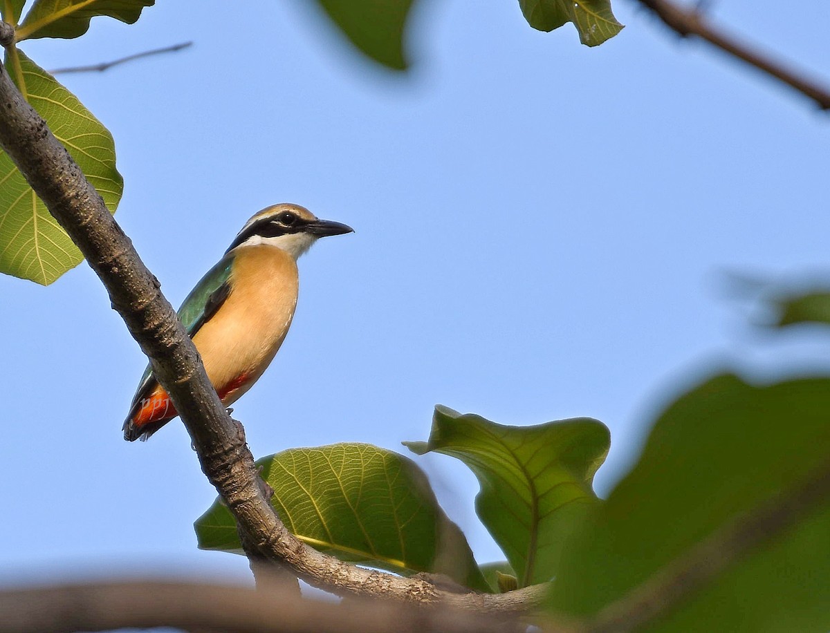 Indian Pitta - ML577754541