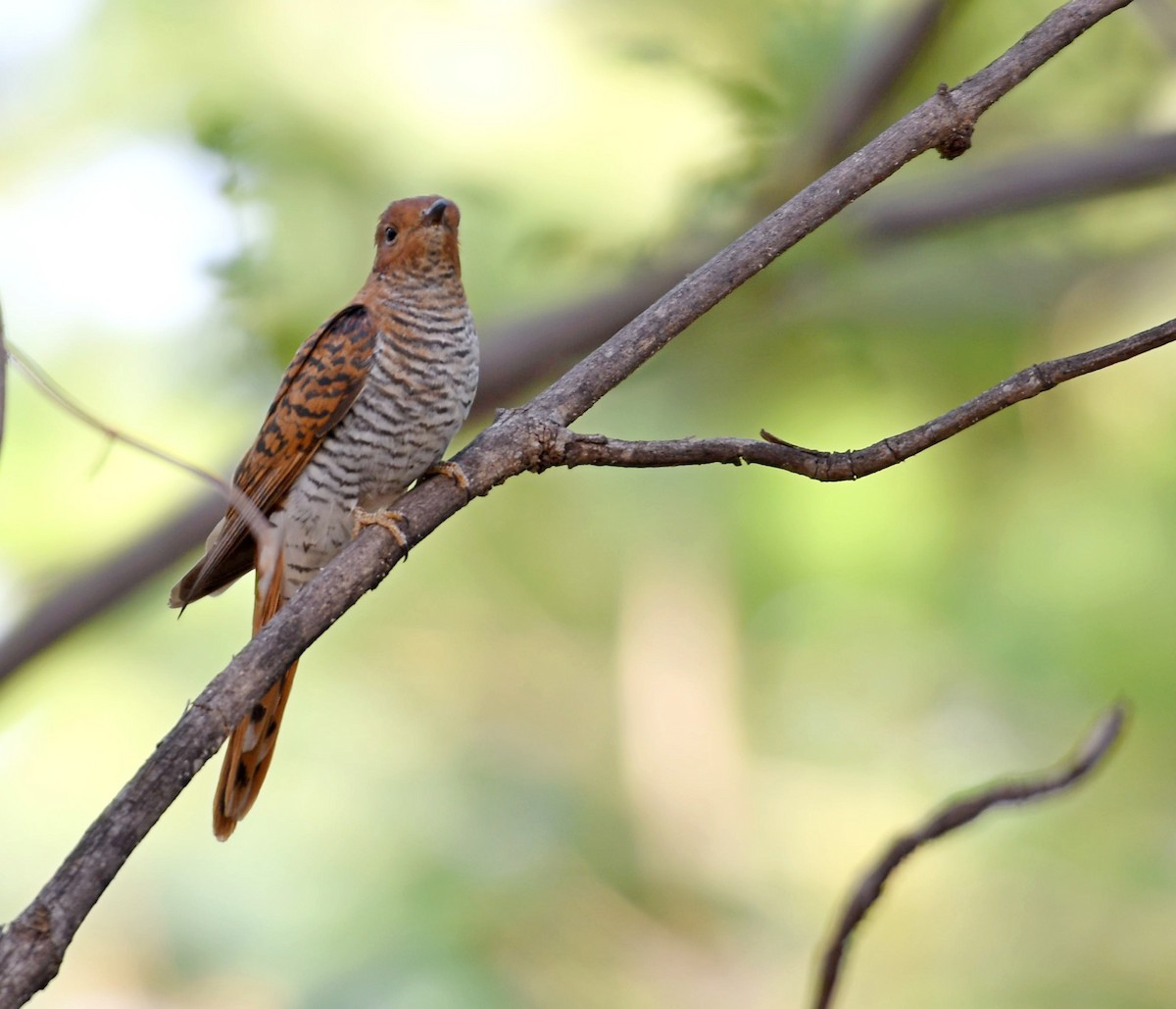 Gray-bellied Cuckoo - ML577754561