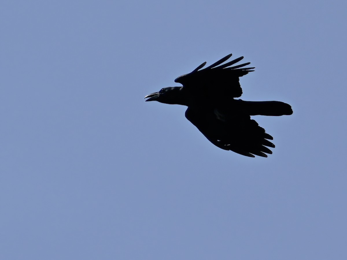 Large-billed Crow (Eastern) - ML577754951