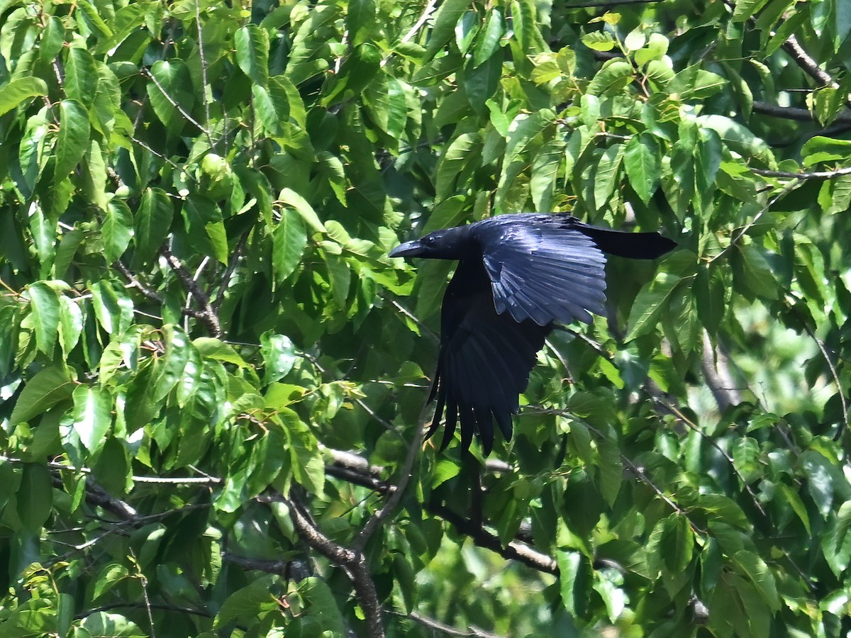 Large-billed Crow (Eastern) - ML577754961