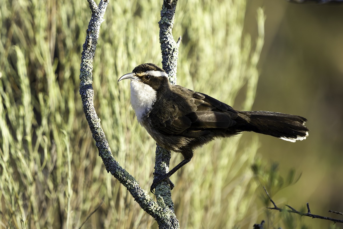 White-browed Babbler - ML577754991