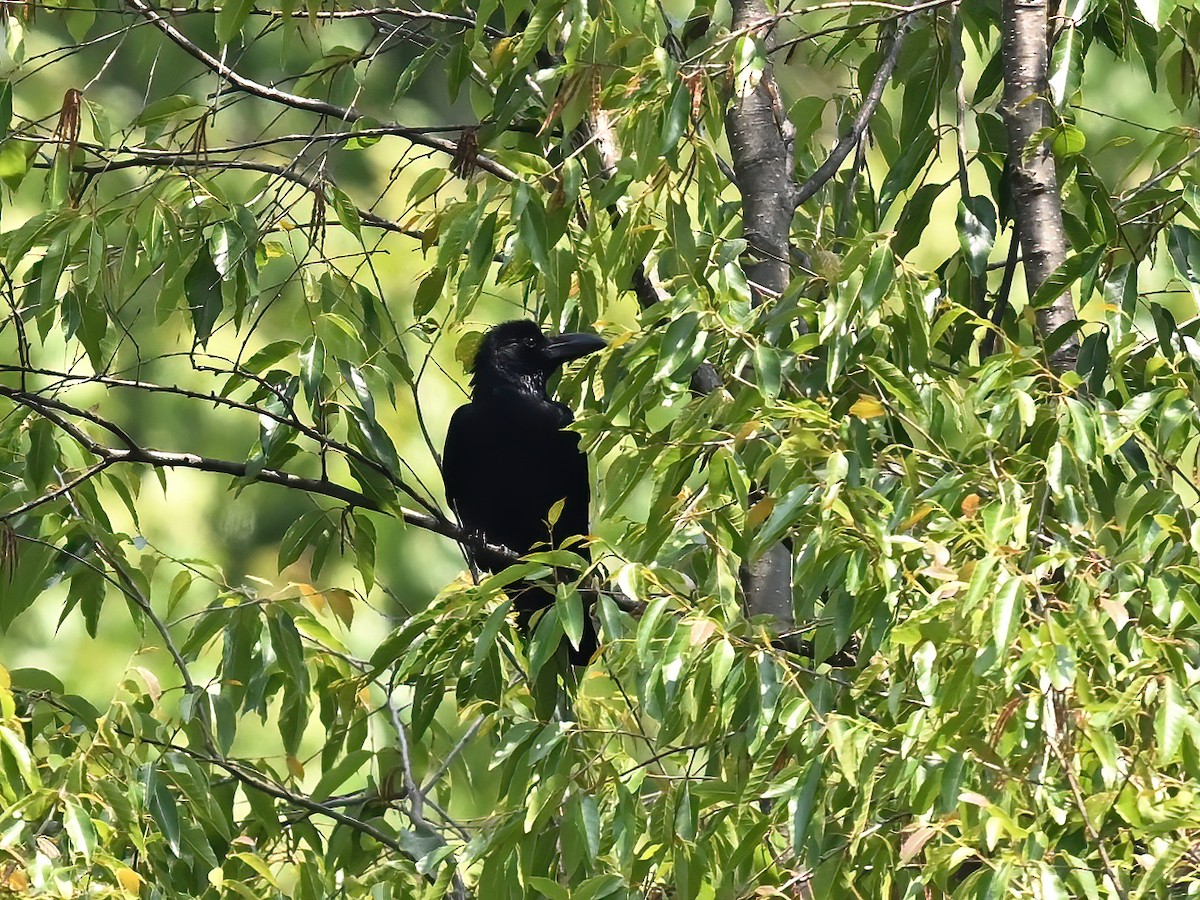 Large-billed Crow (Eastern) - ML577755001