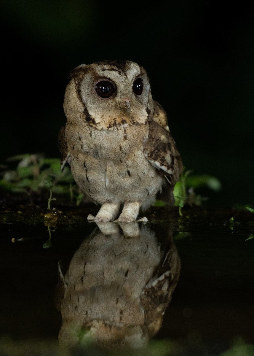 výreček indomalajský - ML577755441