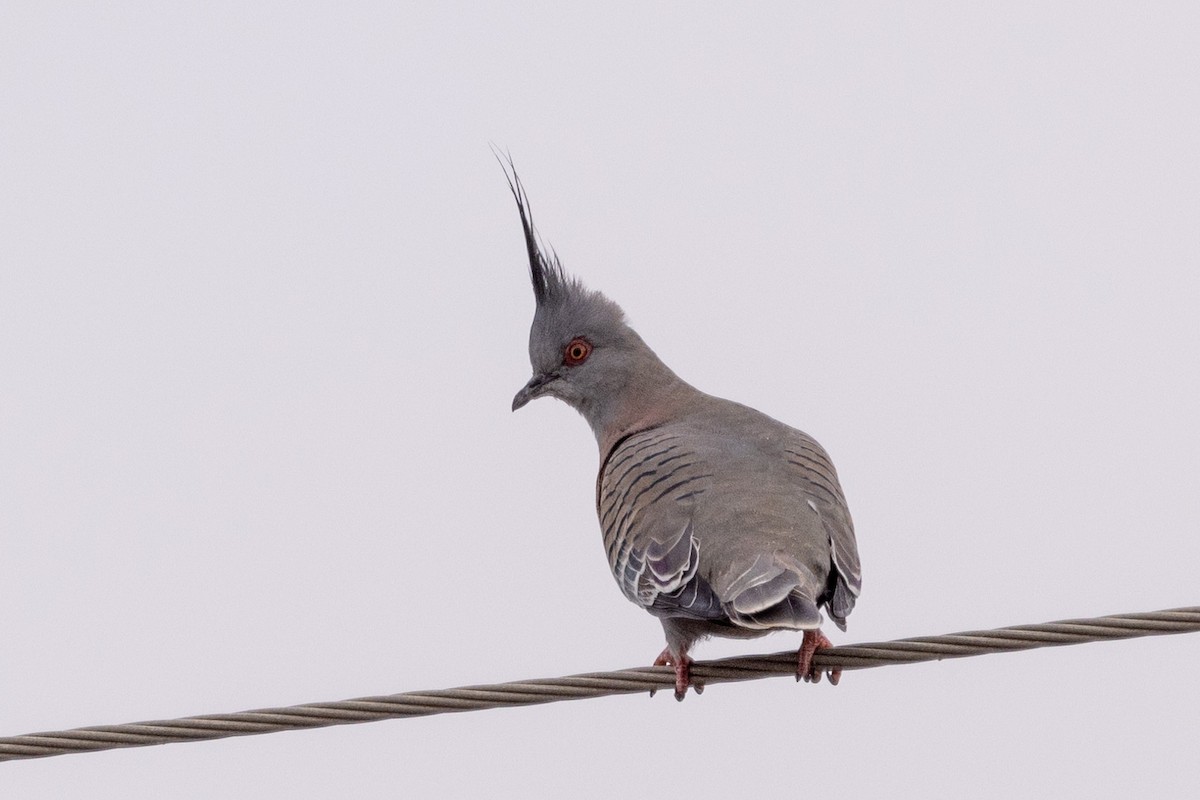 Crested Pigeon - ML577756131