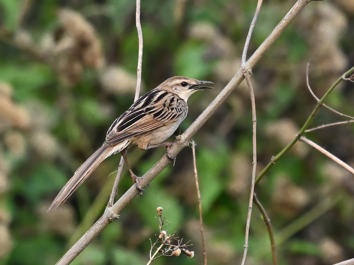 Striated Grassbird - ML577756601