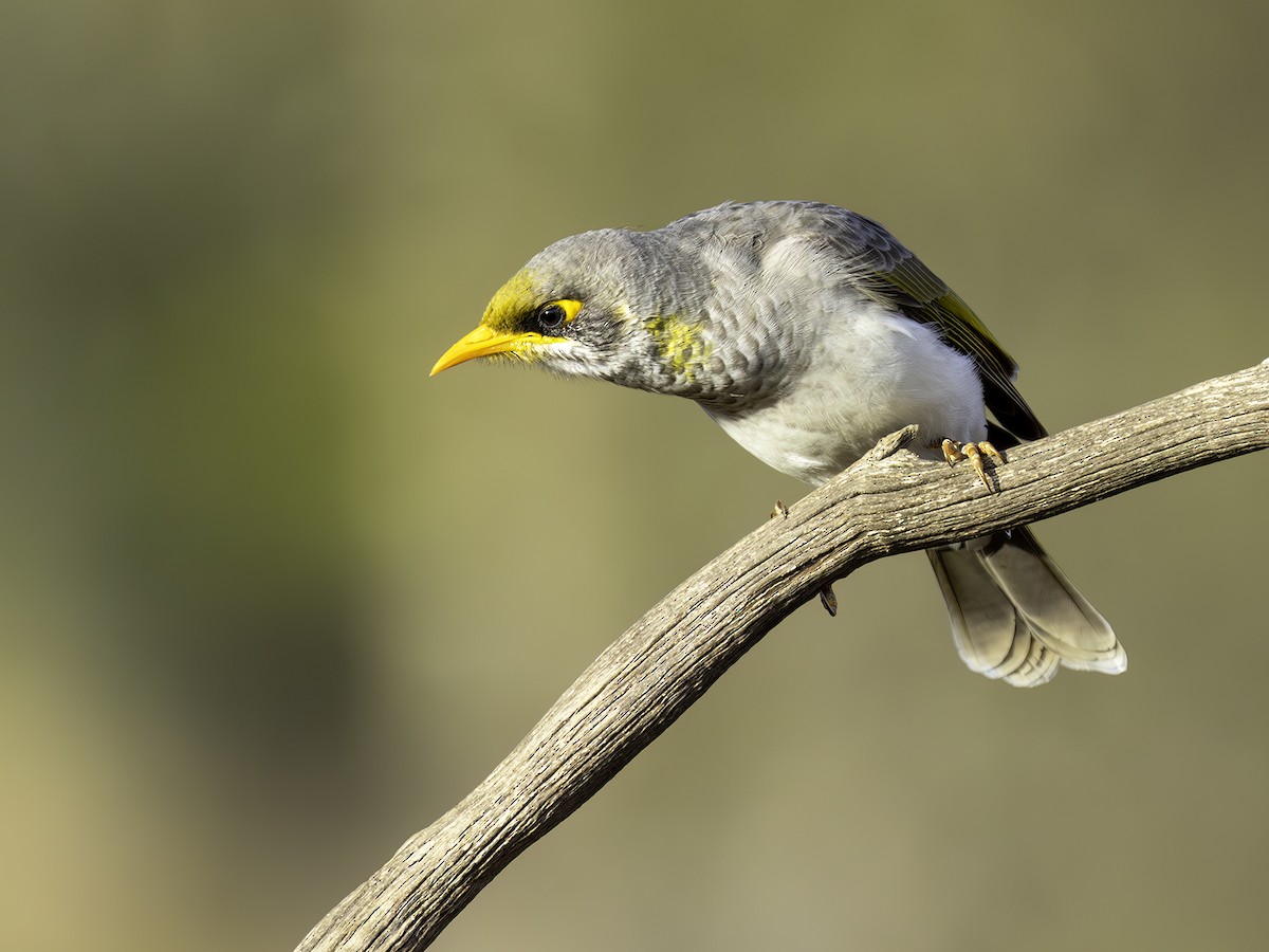 Yellow-throated x Black-eared Miner (hybrid) - ML577756621