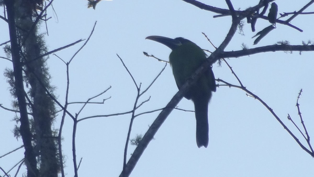 Groove-billed Toucanet - ML57775691