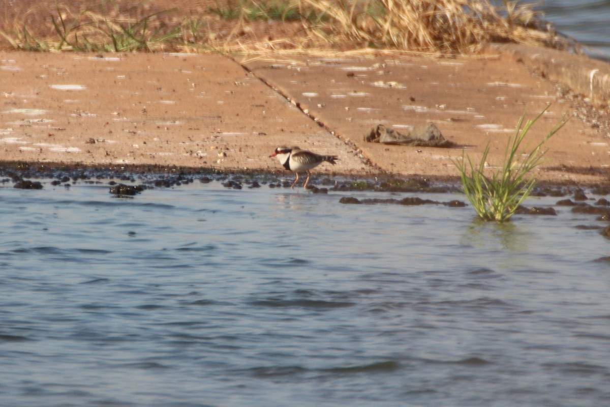 Black-fronted Dotterel - James Lambert