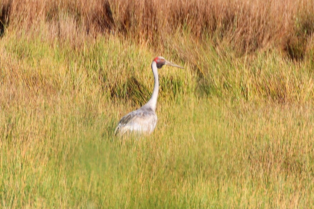 Grulla Brolga - ML577757411