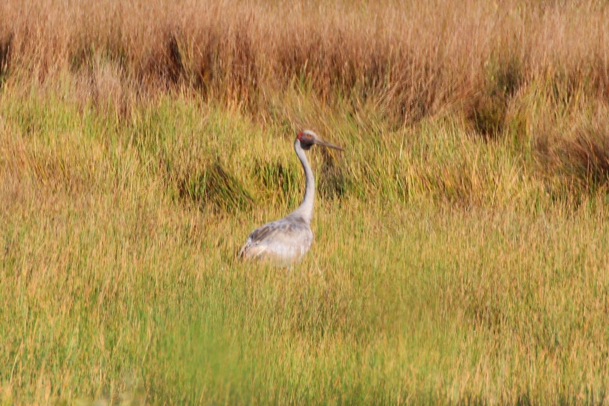 Grue brolga - ML577757421