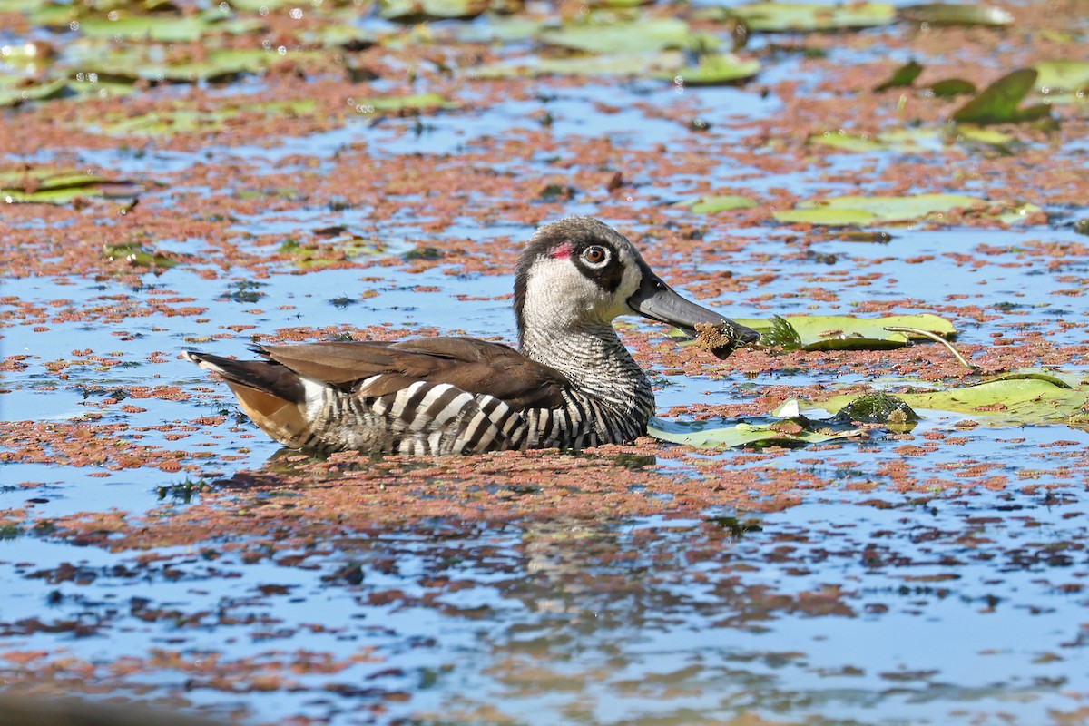 Pato Pachón - ML577757641