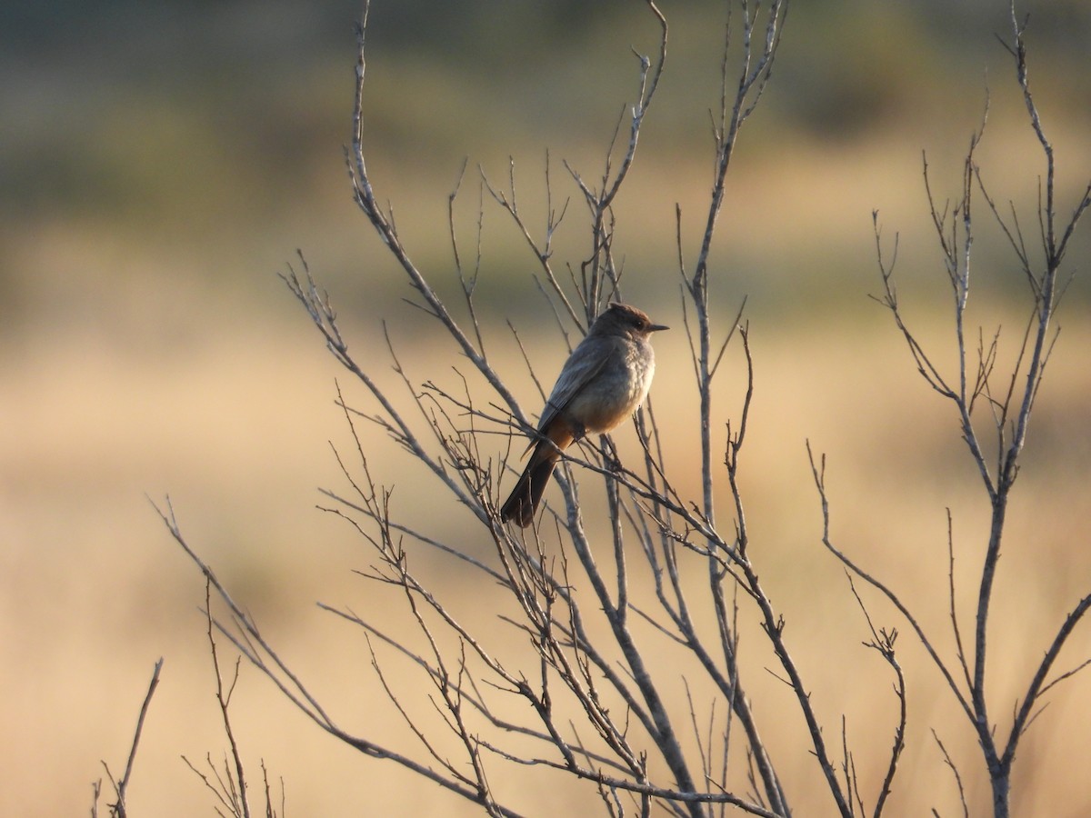 Say's Phoebe - Juan Ramírez