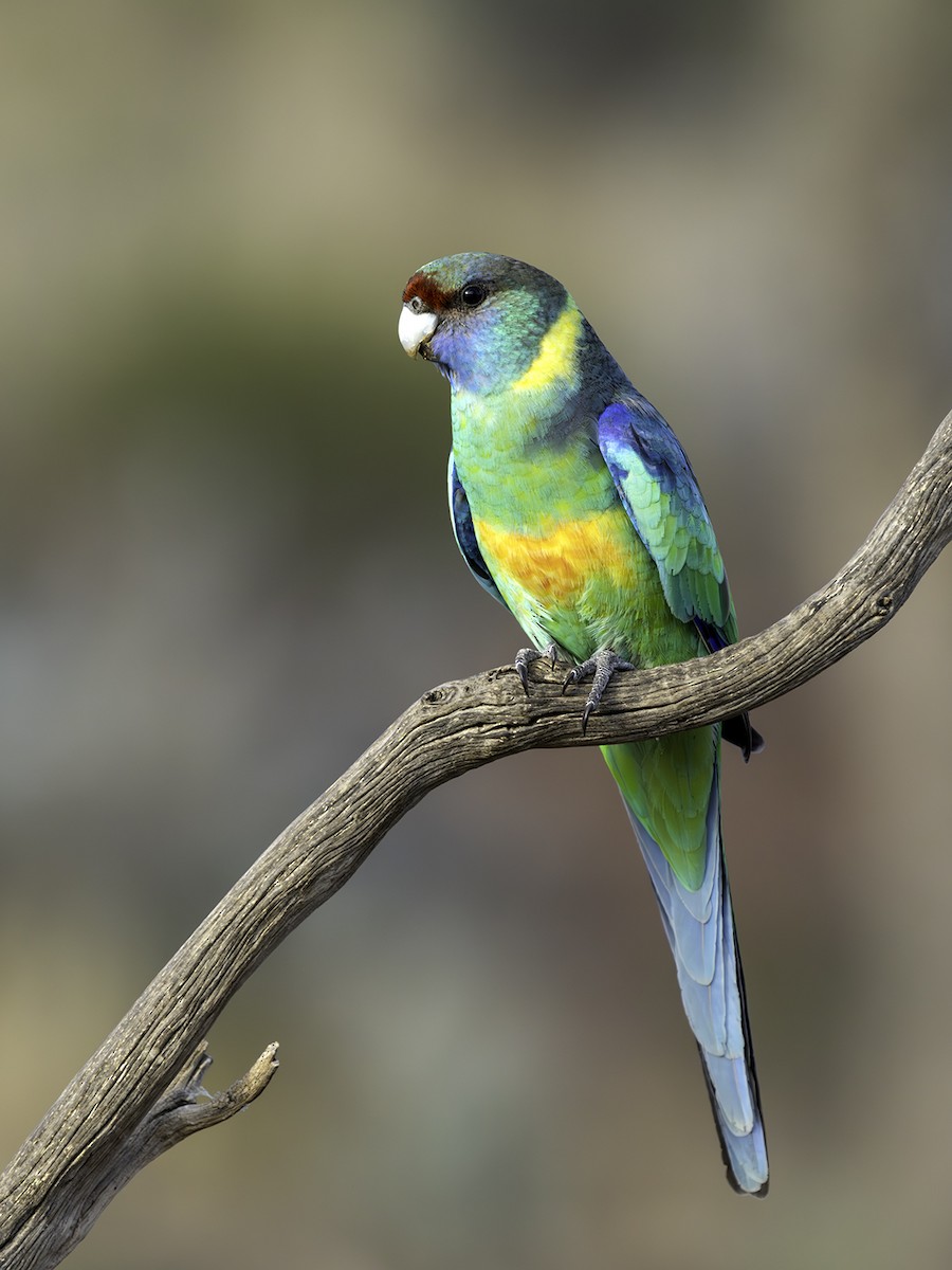 Australian Ringneck (Mallee) - ML577758471