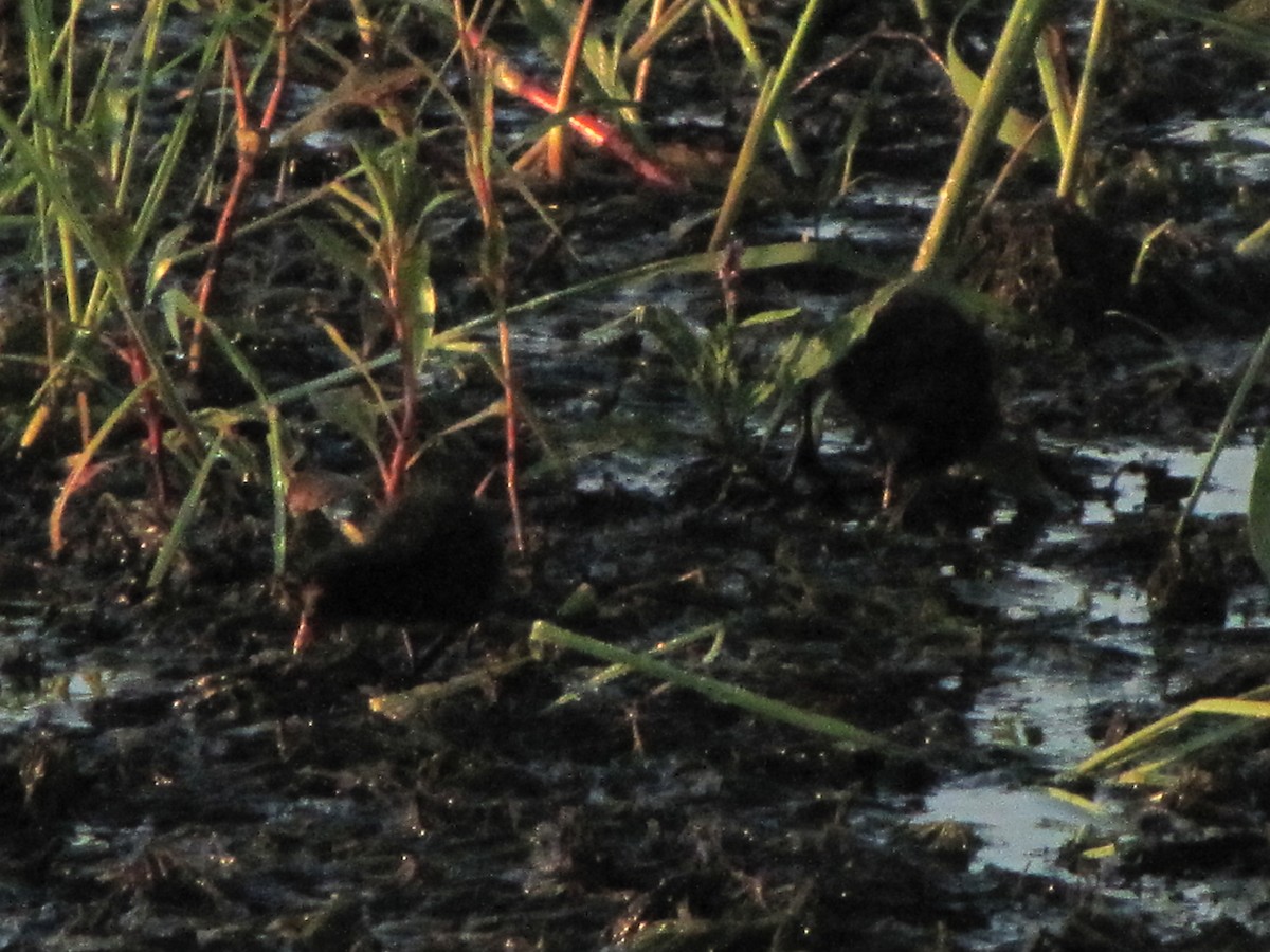 Eurasian Moorhen - Tarun Khumalo