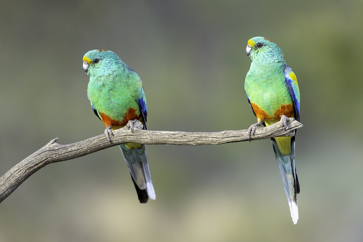 Mulga Parrot - ML577758871