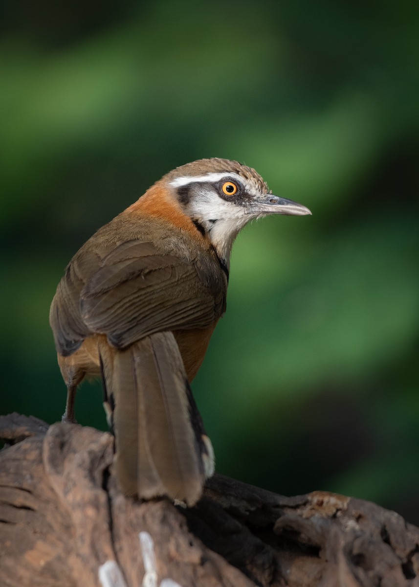 Lesser Necklaced Laughingthrush - ML577759721