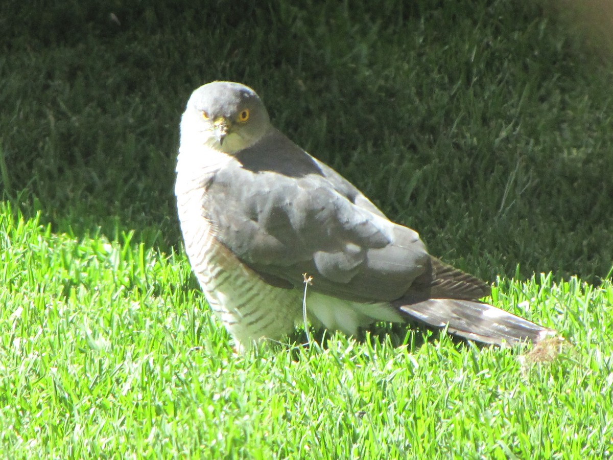 Little Sparrowhawk - Tarun Khumalo