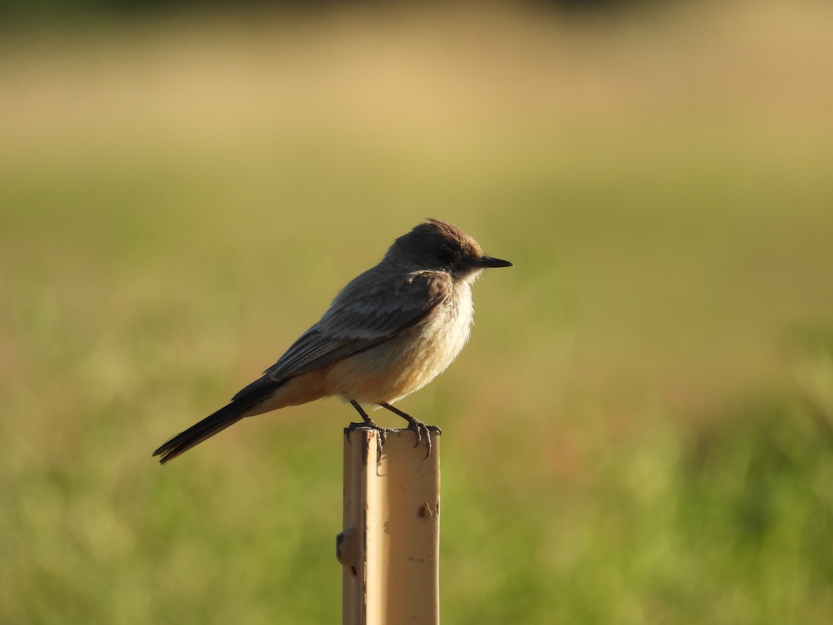 Say's Phoebe - Juan Ramírez