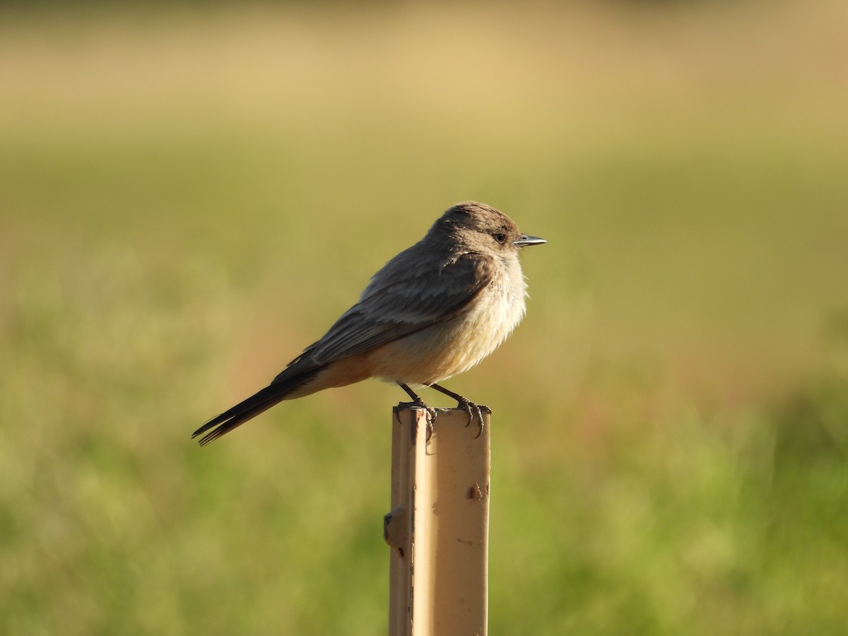 Say's Phoebe - Juan Ramírez