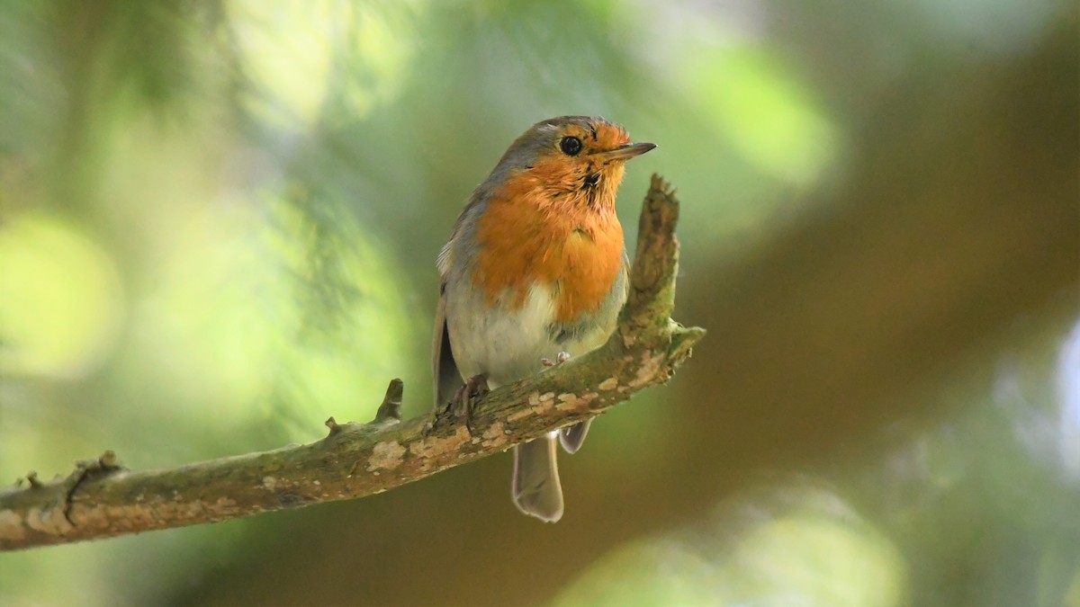 European Robin - ML577760481