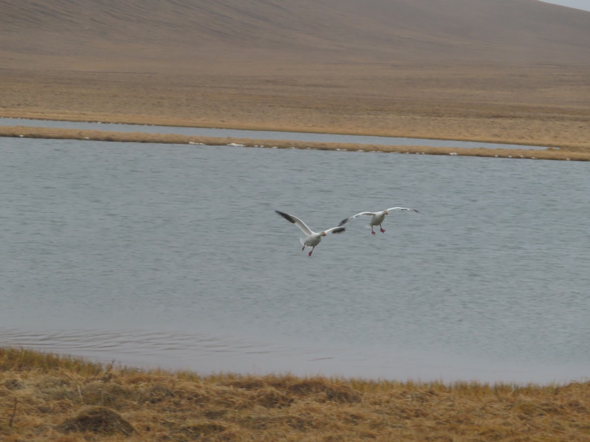 Snow Goose - ML577760551