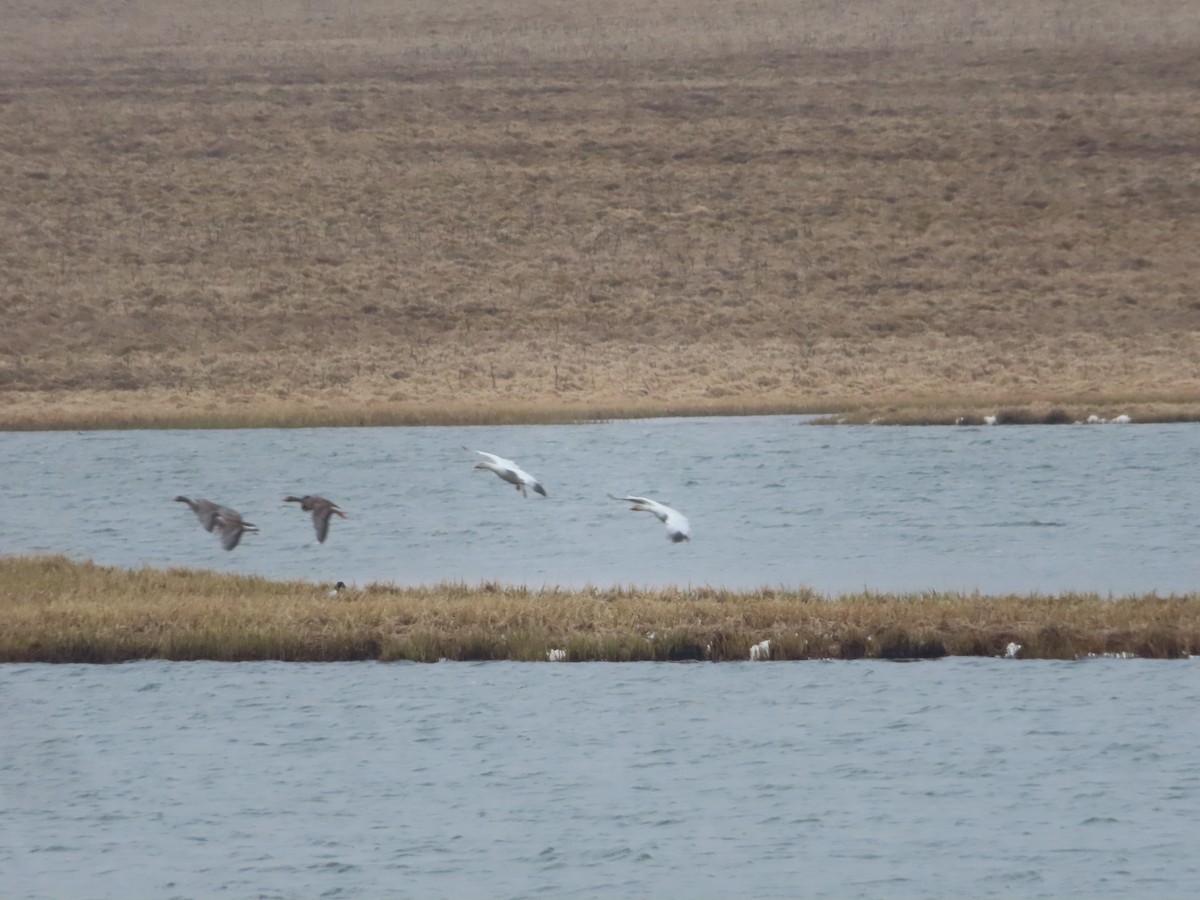 Snow Goose - ML577760851