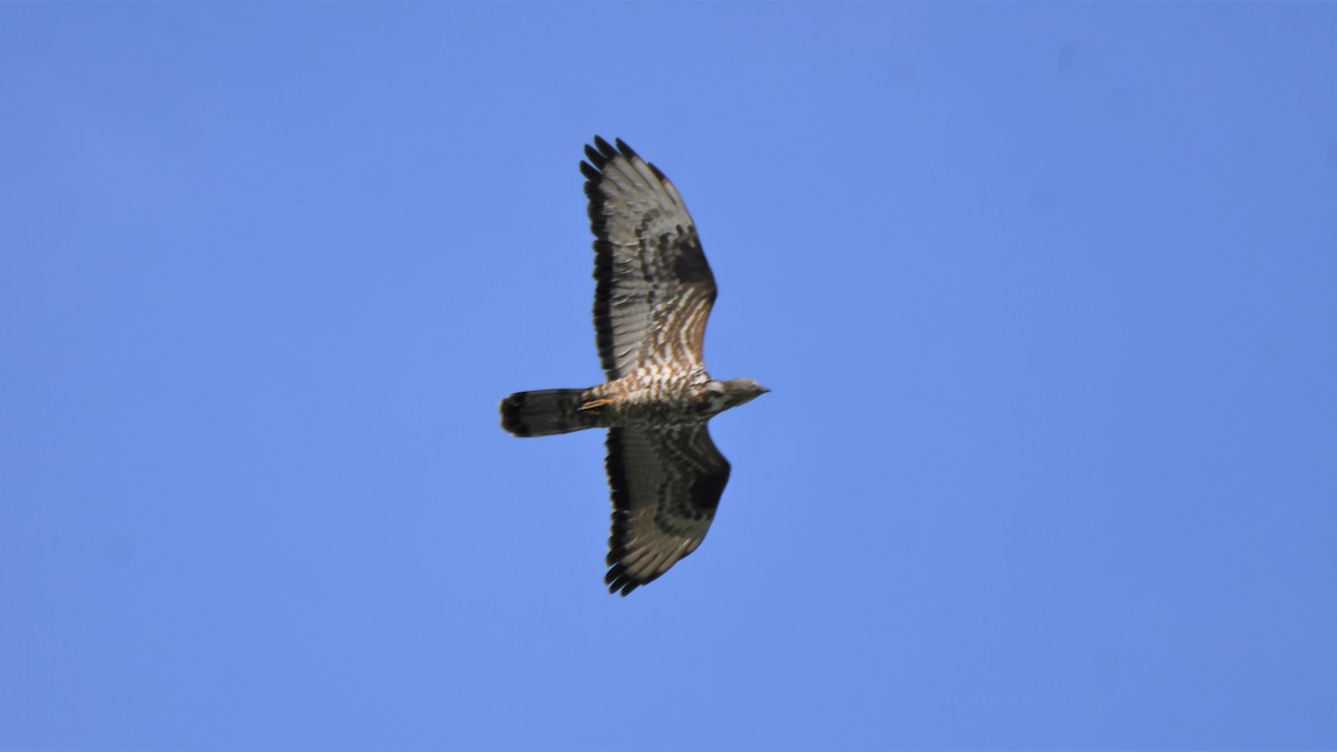 European Honey-buzzard - ML577761051