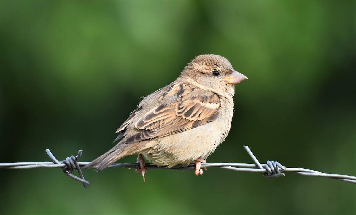 House Sparrow - ML577761101