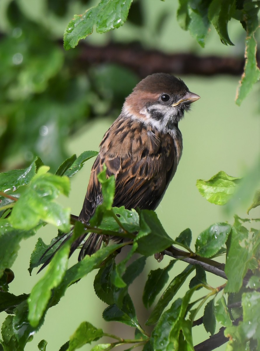 Moineau friquet - ML577761131