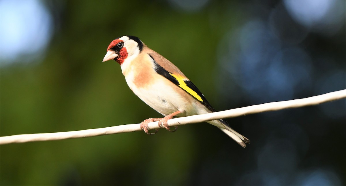 European Goldfinch - ML577761231