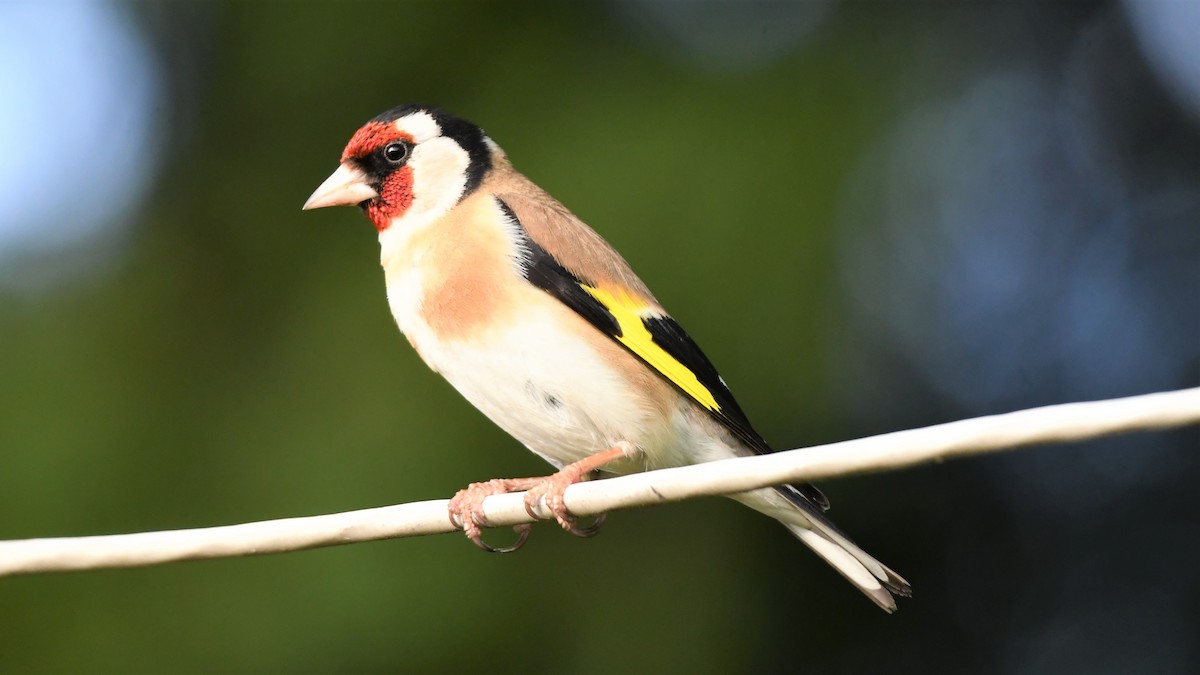 European Goldfinch - ML577761241