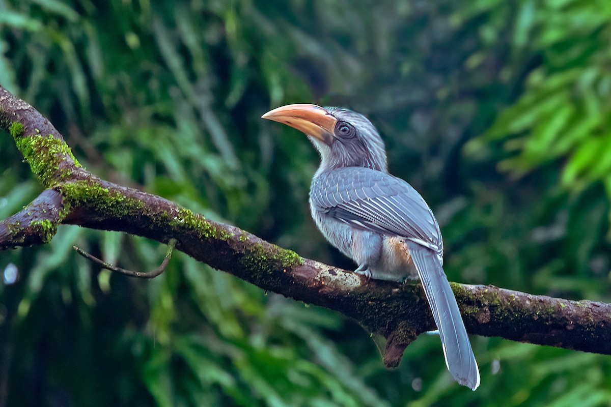 Malabar Gray Hornbill - Rajkumar Das