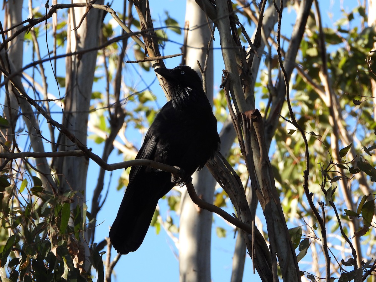 Australian Raven - Andrew Guy