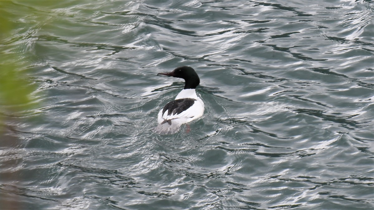 Common Merganser - ML577761831