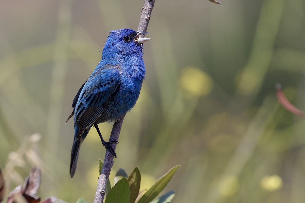 Indigo Bunting - Haim Weizman